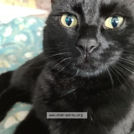 Photo 1/1 Snooky Chat lost in Pessac