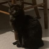 Picture of cat lost at Le Mans