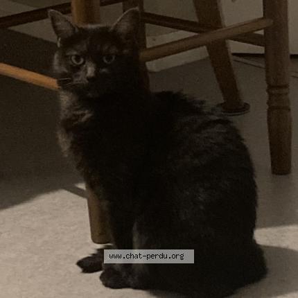 Photo 1/1 Miya Chat lost in Le mans