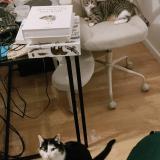 Picture of cat lost at Amfreville La Mi Voie