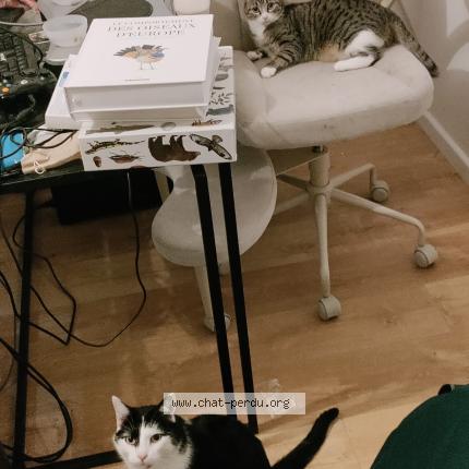 Photo 1/1 Zazie Chat lost in Amfreville la mi voie