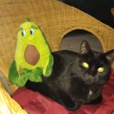 Picture of cat lost at Villiers Sous Grez