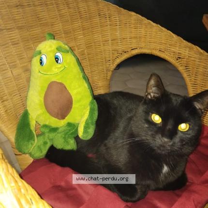 Photo 1/1 Lucky Chat lost in Villiers sous grez