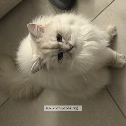 Photo 1/1 sans nom Chat lost in Sermerieu