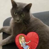 Picture of cat lost at Villers St Paul