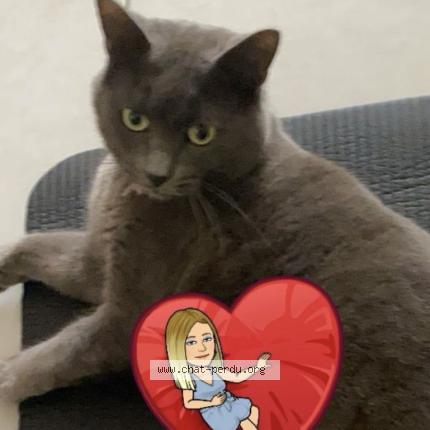 Photo 1/1 mimi Chat lost in Villers st paul