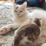 Picture of cat lost at Dijon