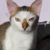 Picture of cat lost at Dijon