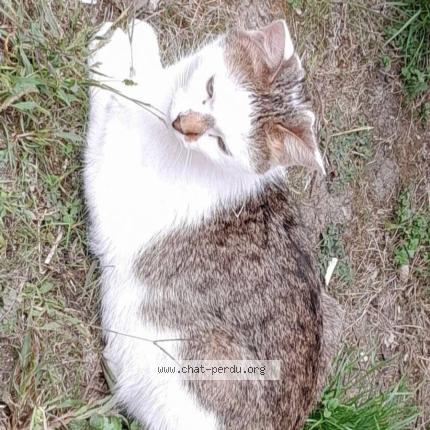 Photo 2/2 Moon. Chat lost in Dijon