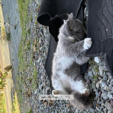 Photo 1/1 Usop Chat lost in Lassay les chateaux