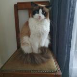 Picture of cat lost at Chevilly Larue