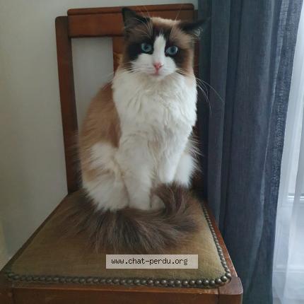 Photo 1/1 Roxane Chat lost in Chevilly larue