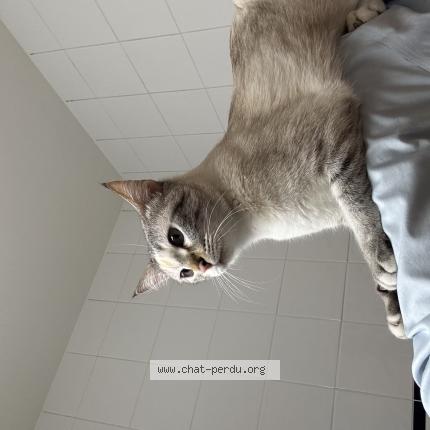 Photo 1/1 Pearl Chat lost in Geneve