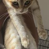 Picture of cat lost at Scionzier