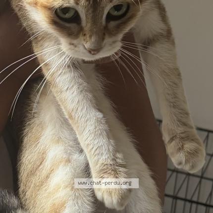 Photo 1/1 Cookie Chat lost in Scionzier