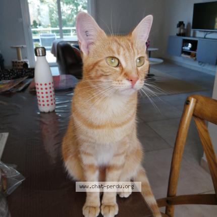 Photo 1/1 Noisette Chat lost in Saint berthevin