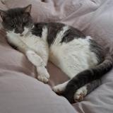 Picture of cat lost at Sance