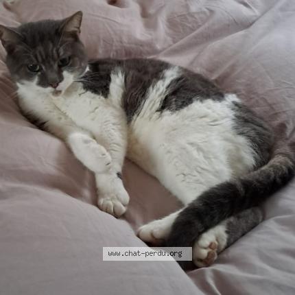 Photo 1/1 Fracasse Chat lost in Sance