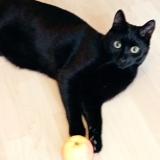 Picture of cat lost at Cluny