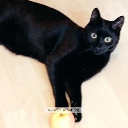 Photo 1/1 Mouche Chat lost in Cluny