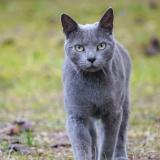 Picture of cat lost at Arles