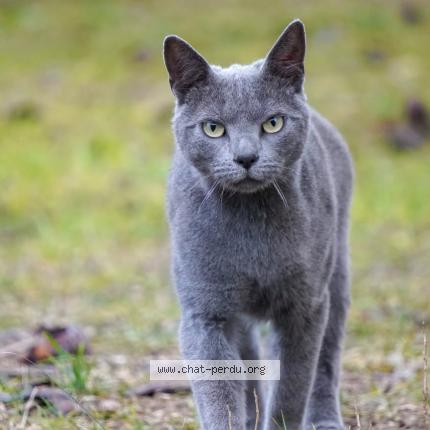 Photo 1/1 Salto Chat lost in Arles