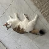 Picture of cat lost at Villefontaine