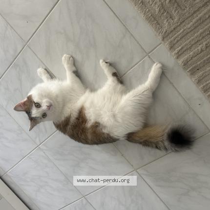 Photo 1/1 Yuki Chat lost in Villefontaine