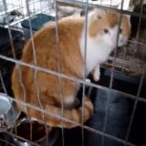 Picture of cat found at Chalais