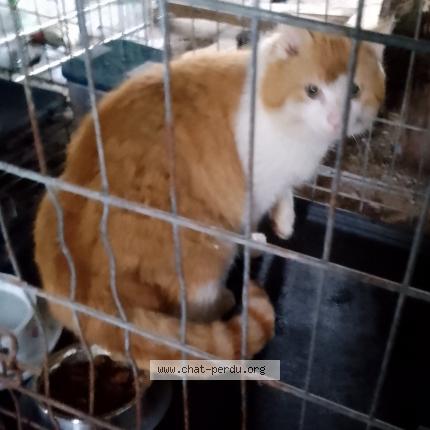 Photo 1/1 Found cat Found in Chalais