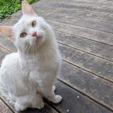 Picture of cat found at Grenoble