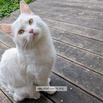 Photo 1/1 Found cat Found in Grenoble