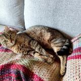 Picture of cat lost at Les Hogues