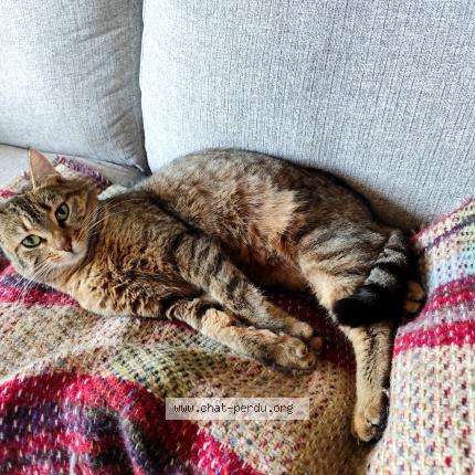 Photo 1/1 Volga Chat lost in Les hogues