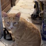 Picture of cat lost at Tourcoing