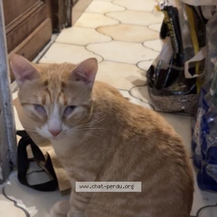 Photo 1/1 Fouini Chat lost in Tourcoing