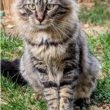 Picture of cat lost at Istres