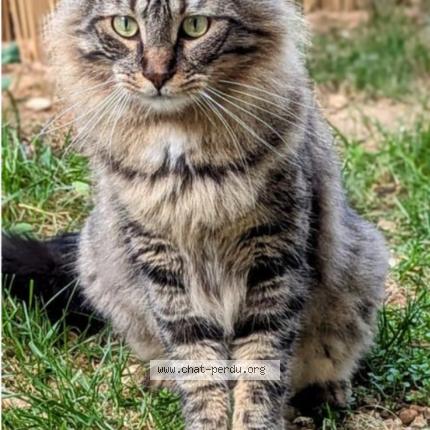 Photo 1/1 Marseille Chat lost in Istres