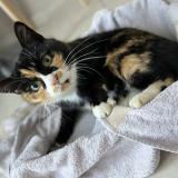 Picture of cat lost at Orange