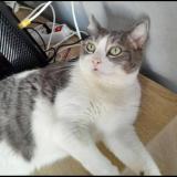 Picture of cat lost at Dijon