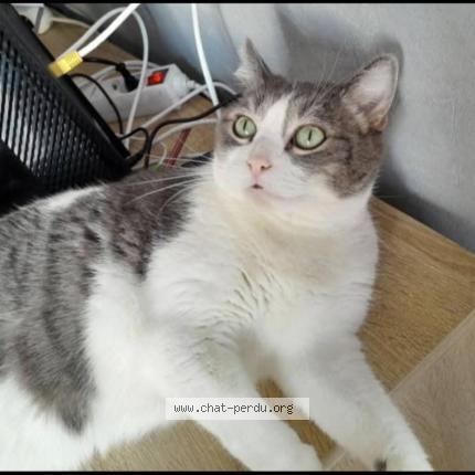 Photo 1/1 Bonnie Chat lost in Dijon