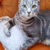 Picture of cat lost at Santiago