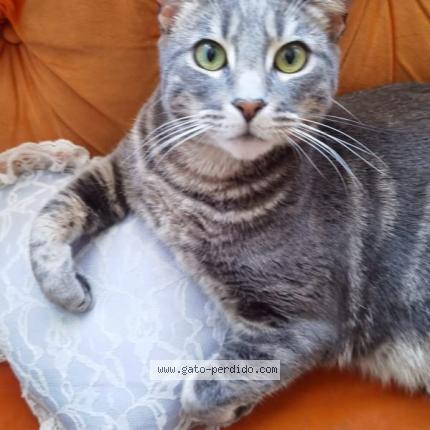 Photo 1/1 gatoshico Chat lost in Santiago