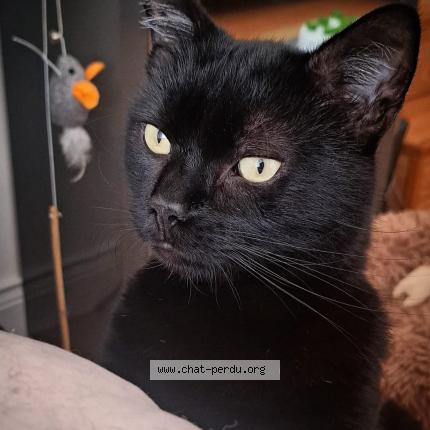 Photo 1/1 GON Chat lost in Nucourt