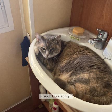 Photo 1/1 Zo&eacute; Chat lost in Bouvigny boyeffles