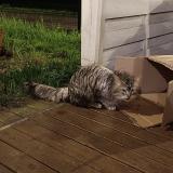 Picture of cat found at Ecole Valentin