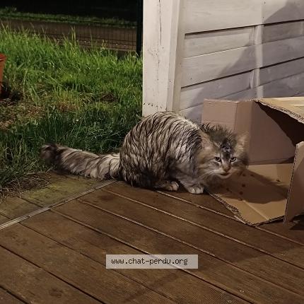 Photo 1/1 Found cat Found in Ecole valentin