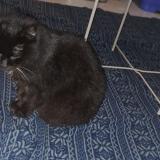 Picture of cat found at Limoges