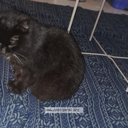 Photo 1/4 Found cat Found in Limoges