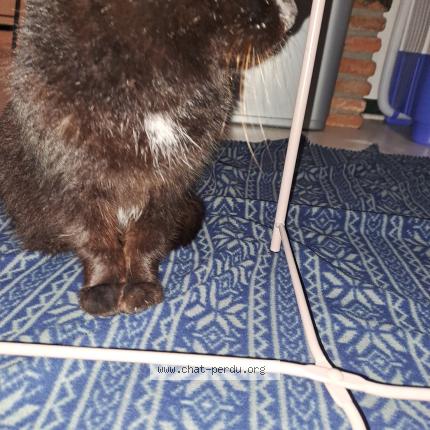 Photo 2/4 Found cat Found in Limoges